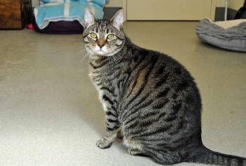 Domestic Short Hair Cats Available for Adoption in Coupeville, Washington - Pierce | PetCurious