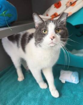GOOSE -  Domestic Medium Hair Cat for Adoption in Leesburg, Virginia - GOOSE | PetCurious