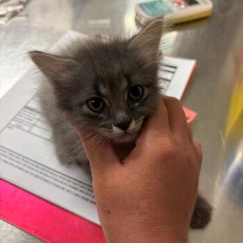 Dust Bunny -  Domestic Long Hair Cat for Adoption in Ottawa, Kansas - Dust Bunny | PetCurious