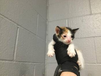 Domestic Short Hair Cats Available for Adoption in Thousand Palms, California - A1913060 | PetCurious