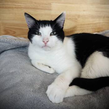 Liam & Eli -  Domestic Short Hair Cat for Adoption in Buffalo, New York - Liam & Eli | PetCurious