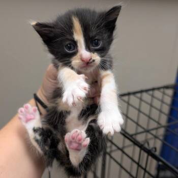 Domestic Short Hair Cats Available for Adoption in Buchanan Dam, Texas - Sparrow | PetCurious