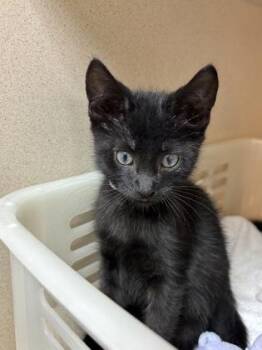 92921A Yellow -  Domestic Short Hair Cat for Adoption in North Charleston, South Carolina - 92921A Yellow | PetCurious
