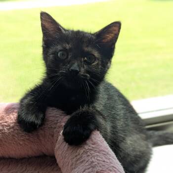 Cupcake -  Domestic Short Hair Cat for Adoption in Fort Worth, Texas - Cupcake | PetCurious