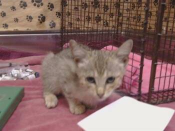 A927994 -  Domestic Short Hair Cat for Adoption in Sacramento, California - A927994 | PetCurious