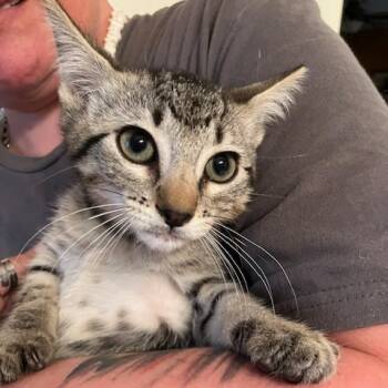 Rescue Domestic Short Hair Cats for Adoption in Baytown, Texas - Tina | PetCurious