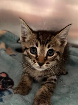Palmetto -  Domestic Short Hair Cat for Adoption in Labelle, Florida - Palmetto | PetCurious
