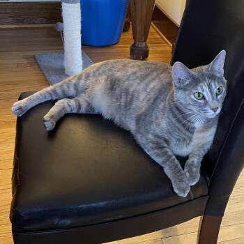 Domestic Short Hair Cats Available for Adoption - Shelly C11052 | PetCurious