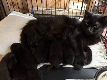 Rescue Domestic Short Hair Cats for Adoption in Windsor, Connecticut - 116-Saturn - In Foster Care | PetCurious