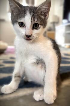 Maverick -  Tabby Cat Available for Adoption in Fort Myers, Florida - Maverick | PetCurious