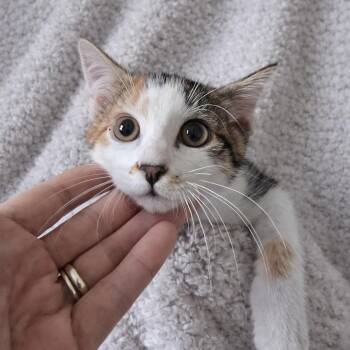 Domestic Medium Hair and Domestic Short Hair Cats Available for Adoption in San Antonio, Texas - CeCe | PetCurious