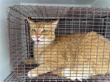 Domestic Short Hair Cats Available for Adoption in Houston, Texas - A655657 | PetCurious