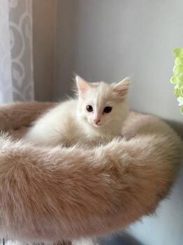 Foster Failure -  Turkish Angora and Domestic Long Hair Cat for Adoption in Douglasville, Georgia - Foster Failure | PetCurious