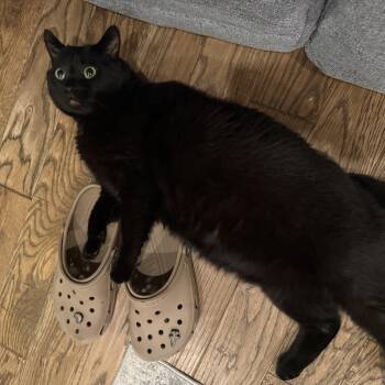 Big Buddy -  Domestic Short Hair Cat for Adoption in Absecon, New Jersey - Big Buddy | PetCurious
