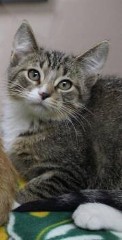 Glazer -  Domestic Short Hair Cat for Adoption in Portage, Wisconsin - Glazer | PetCurious