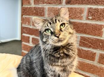 Wolf -  Domestic Medium Hair Cat for Adoption in New Berlin, Wisconsin - Wolf | PetCurious