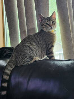 Rescue Domestic Short Hair Cats for Adoption in Minneapolis, Minnesota - Tabernacle C4656 | PetCurious