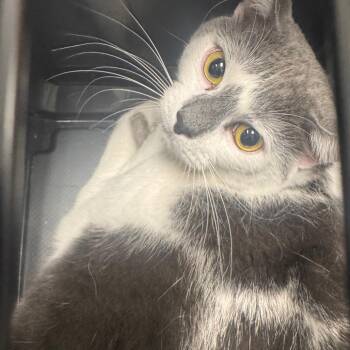 Domestic Short Hair Cats Available for Adoption in Tampa, Florida - Bash | PetCurious