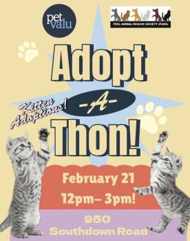 Domestic Short Hair Cats Available for Adoption - Adoption Meet N Greet-Pet Valu Clarkson  | PetCurious