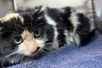 Domestic Long Hair Cats Available for Adoption - Alexa | PetCurious