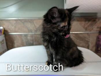 Butterscotch -  Domestic Medium Hair Cat Available for Adoption in Johnson City, Tennessee - Butterscotch | PetCurious