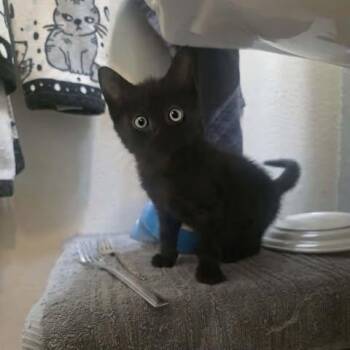 Natalia -  Domestic Short Hair Cat for Adoption in Jurupa Valley, California - Natalia | PetCurious