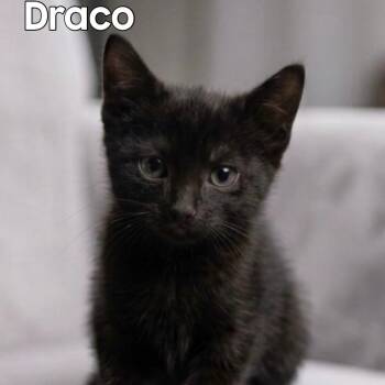 Draco -  Domestic Short Hair Cat for Adoption in Washington, Pennsylvania - Draco | PetCurious