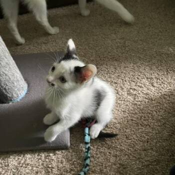 Kashi C12087 -  Domestic Short Hair Cat for Adoption - Kashi C12087 | PetCurious