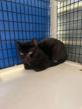 Salem -  Domestic Short Hair Cat for Adoption in Shelbyville, Tennessee - Salem | PetCurious