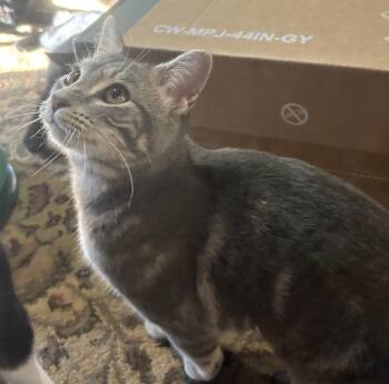Camilla -  Russian Blue and American Shorthair Cat for Adoption in New Blaine, Arkansas - Camilla | PetCurious