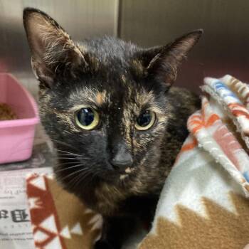 Domestic Short Hair Cats Available for Adoption - Ronda | PetCurious