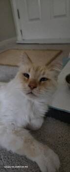 Ragdoll and Himalayan Cats Available for Adoption - Big Toby | PetCurious