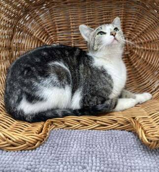 Ella -  Domestic Short Hair Cat for Adoption in Bowling Green, Kentucky - Ella | PetCurious
