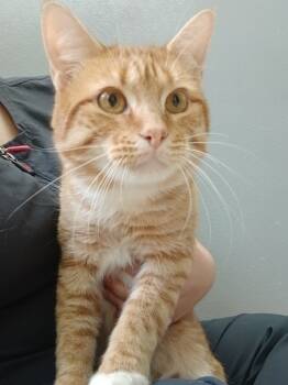 Rescue Domestic Short Hair Cats for Adoption in Fort Worth, Texas - Papaya (FelV+) | PetCurious