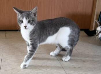 Jiminy Cricket -  Domestic Short Hair Cat for Adoption in Salem, New Hampshire - Jiminy Cricket | PetCurious