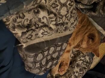 Rescue Domestic Short Hair Cats for Adoption in Central City, Kentucky - Tucker | PetCurious