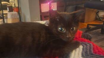 Domestic Short Hair Cats Available for Adoption - Pine | PetCurious