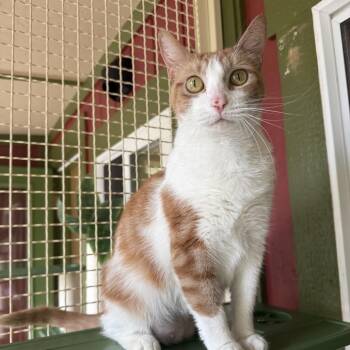 Domestic Short Hair Cats Available for Adoption in Kailua-kona, Hawaii - Simba | PetCurious