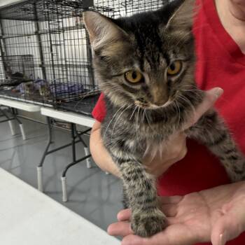 Earcraft Pilot -  Tabby Cat for Adoption in Las Vegas, Nevada - Earcraft Pilot | PetCurious
