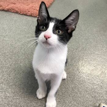 Rescue Domestic Short Hair Cats for Adoption in Carencro, Louisiana - Moo Cow | PetCurious