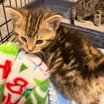 Domestic Medium Hair Cats Available for Adoption in Mount Vernon, Arkansas - Al Pacino | PetCurious