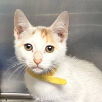 Nova -  Domestic Short Hair Cat for Adoption in Palm Springs, California - Nova | PetCurious
