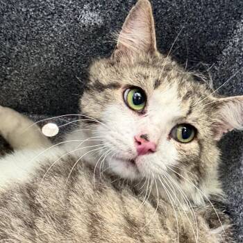 Domestic Long Hair Cats Available for Adoption in Birmingham, Alabama - Ottawa | PetCurious