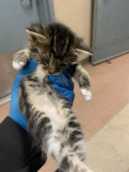 LIGHTNING THE QUEEN -  Domestic Short Hair Cat for Adoption in San Jose, California - LIGHTNING THE QUEEN | PetCurious