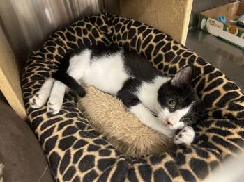 Rescue Domestic Short Hair Cats for Adoption in Palmetto, Florida - Zoro | PetCurious