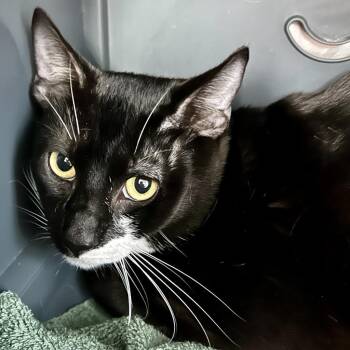 Dice -  Domestic Short Hair Cat for Adoption in Baltimore, Maryland - Dice | PetCurious
