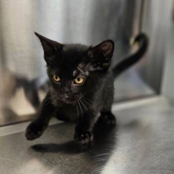 Domestic Short Hair Cats Available for Adoption - Morgan | PetCurious