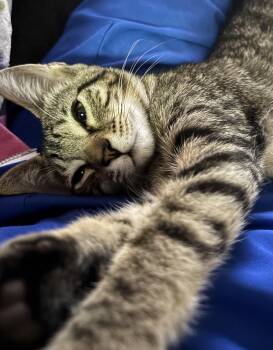 Rescue Domestic Short Hair Cats for Adoption in Schertz, Texas - Frank(TS) | PetCurious