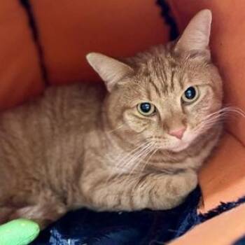 Squish -  Domestic Short Hair Cat for Adoption in New York, New York - Squish | PetCurious