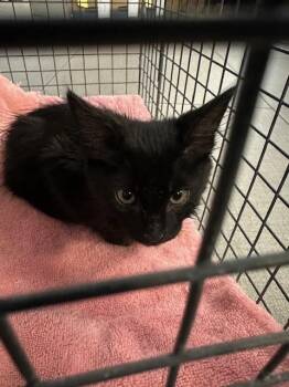 EVEREST -  Domestic Medium Hair Cat for Adoption in Rancho Cucamonga, California - EVEREST | PetCurious